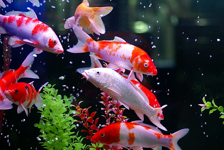 景觀魚池水質(zhì)凈化